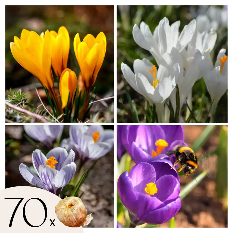 Bulbos De Crocus - Set De 70 - Flores De Primavera Coloridas Para Jardín Nueva Colección