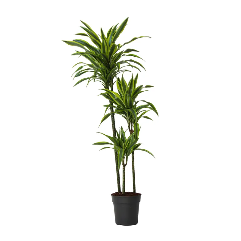 Ocasión Especial Drácena - Dracaena 'lemon Lime' - Altura 130-140cm - ⌀24cm