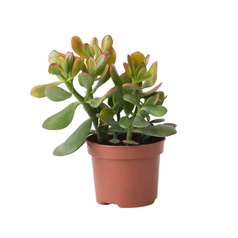 Auténtico Árbol De Jade - Crassula Ovata 'sunset' - Altura 15-20cm - ⌀12cm