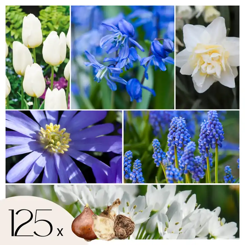 Jardín De Bulbos Nj Azul - 125 Pzs - Bulbos De Flores - Azul Promoción Exclusiva