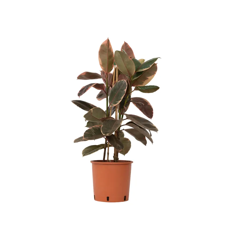 Última Oportunidad Higuera Cauchera - Ficus Elastica 'belize' - Altura 75-100cm - ⌀24cm