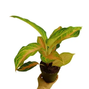 Aglaonema Eyecatcher M12 Envío Gratis