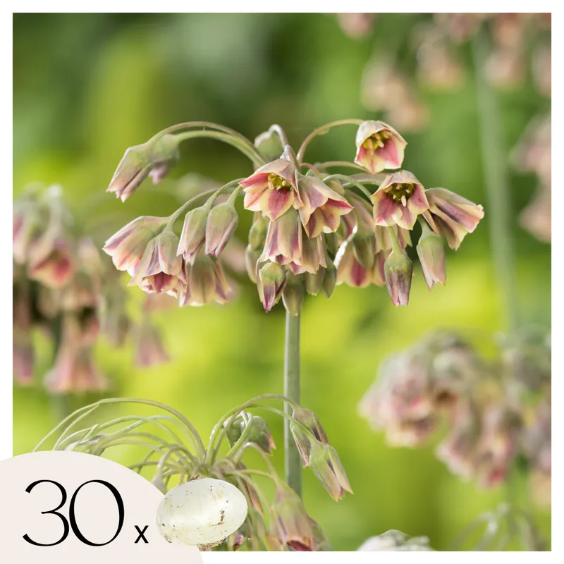 Envío Gratis Allium Siculum - 30 Pzs - Allium 'nectaroscordum' - Bulbos De Flores - Rosa