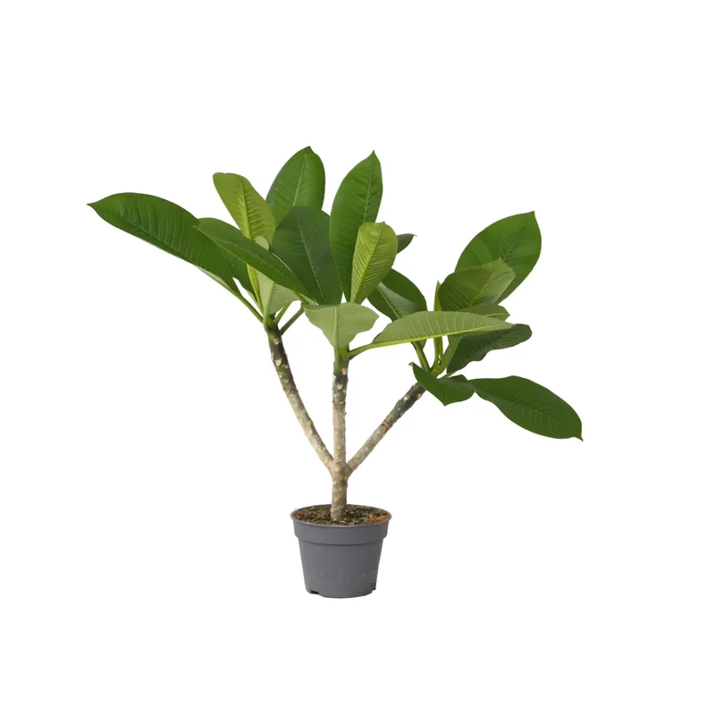 Entrega Rápida Frangipani - Plumeria Rubra 'hawaii' - Altura 45-55cm - ⌀17cm