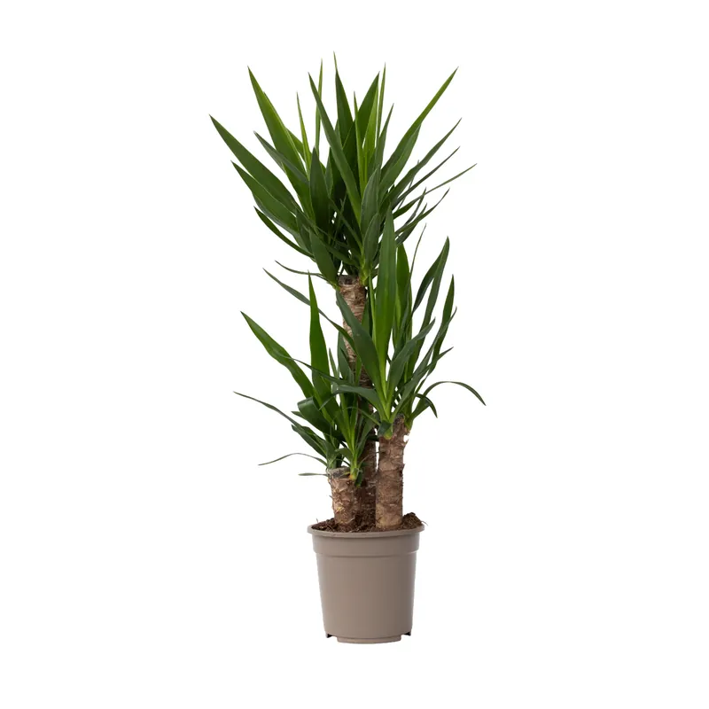 Devolución Gratuita Yuca Pie De Elefante - Yucca Elephantipes - Altura 70-80cm - ⌀21cm