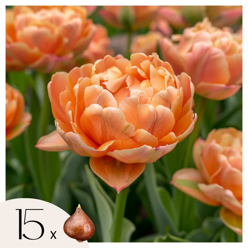 Bulbos De Tulipán - 15 Pzs - Tulipa 'copper Image' - Bulbos De Flores Novedad