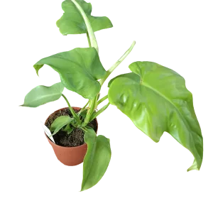 Filodendron bipennifolium Aurea Planta de interior Ø12 Precio Económico