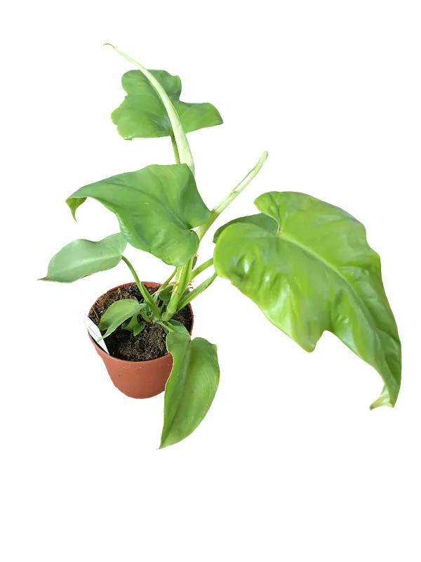Filodendron bipennifolium Aurea Planta de interior Ø12 Precio Económico