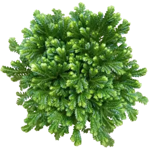 No Te Lo Pierdas Sellaginella JORI Planta de interior ideal para decorar