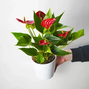 Anthurium Rojo | Altura 60cm - Diámetro 17cm Pedido Al Por Mayor