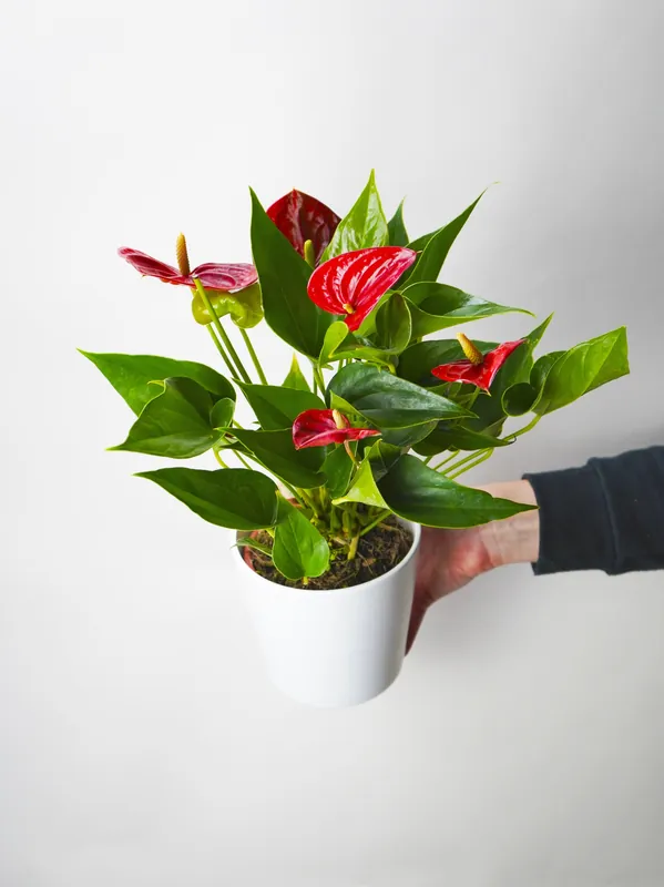 Anthurium Rojo | Altura 60cm - Diámetro 17cm Pedido Al Por Mayor