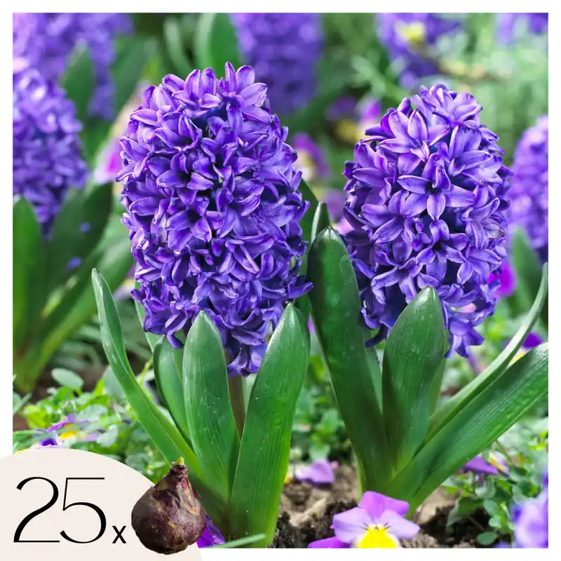 Jacinto - 25 Pzs - Hyacinthus 'blue Trophy' - Bulbos De Flores - Azul Devolución Gratuita