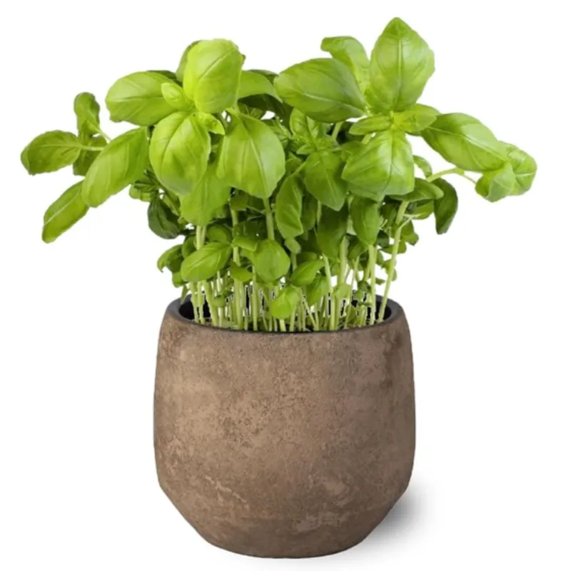 No Te Lo Pierdas Planta Albahaca - Maceta 10 Cm -hierba Aromática