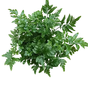 Exclusivo Helecho Pteris Ensiformis Evergreen Planta De Inteiror Ø8
