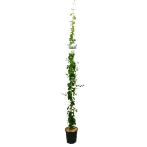 Lonicera Japónica M20 180-200cm Solo Hoy
