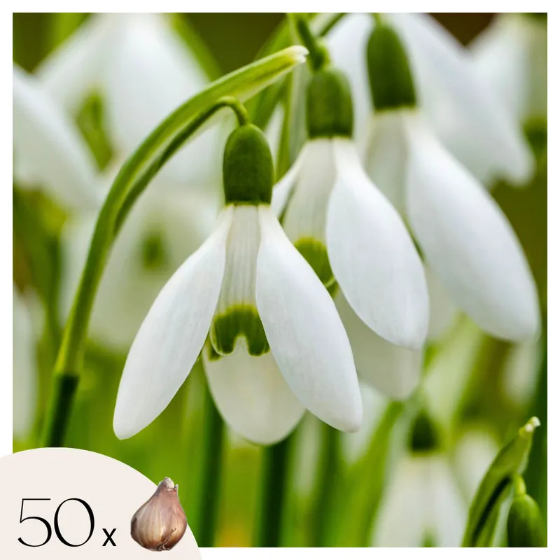 Campanilla De Invierno - 50 Pzs - Galanthus Elwesii - Bulbos De Flores - Blanco Nueva Colección