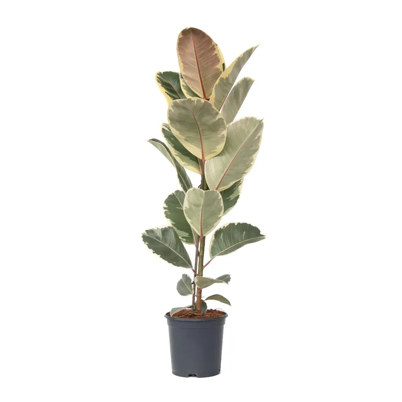 Higuera Cauchera - Ficus Elastica 'tineke' - Altura 75-100cm - ⌀24cm Económico