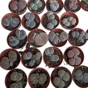 Máxima Calidad Lithops Cactus Piedra 1 Maceta Ø5 Cm Surtida