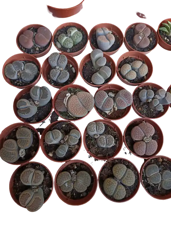 Máxima Calidad Lithops Cactus Piedra 1 Maceta Ø5 Cm Surtida