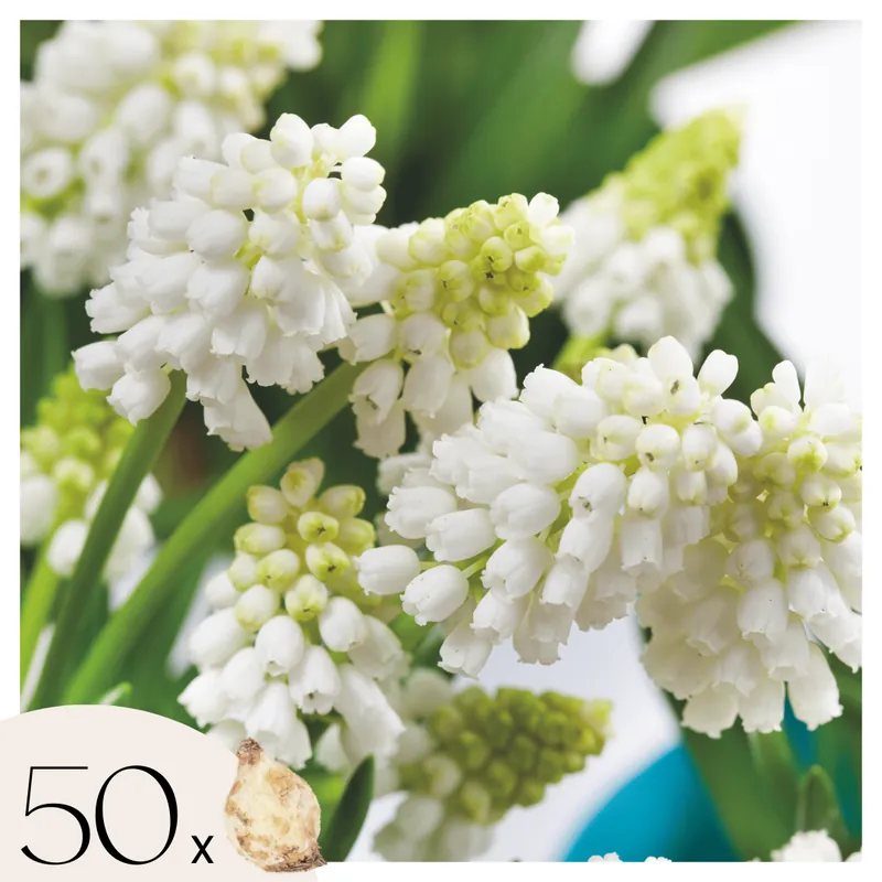 Jacintos De Uva - 50 Pzs - Muscari 'white Magic' - Bulbos De Flores - Blanco Precio De Fábrica