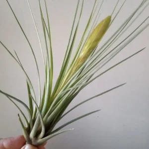 Tillandsia Tricolor Clavel Del Aire Tillandsias Precio Reducido