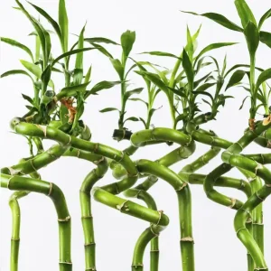 Gran Oferta Bamboo Lucky Espiral
