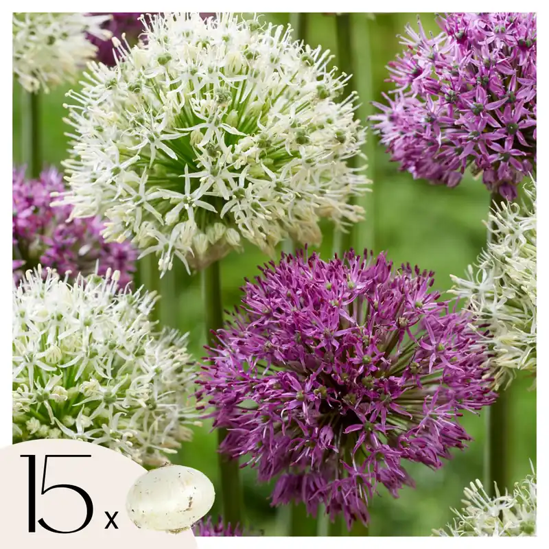 Nuevo Modelo Bulbos De Allium - 15 Pzs - Allium 'purple 'white' - Bulbos De Flores