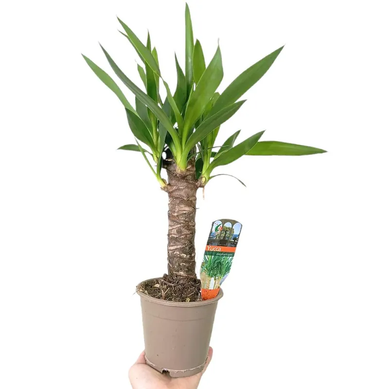 Yucca Elephantipes M12 Súper Precio