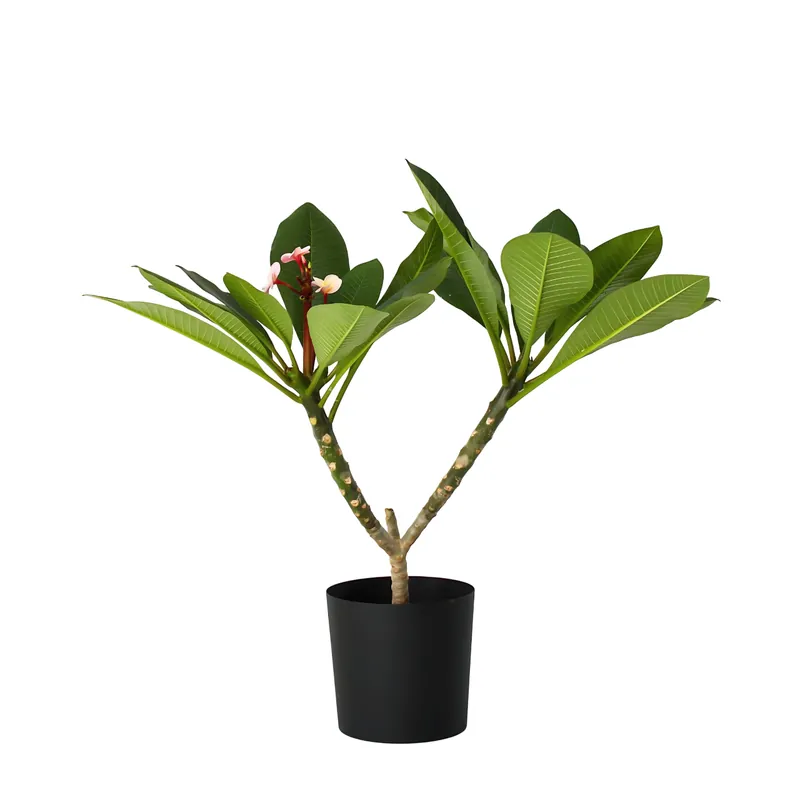 Última Oportunidad Frangipani - Plumeria Rubra 'rosa' - Altura 55-70cm - ⌀17cm