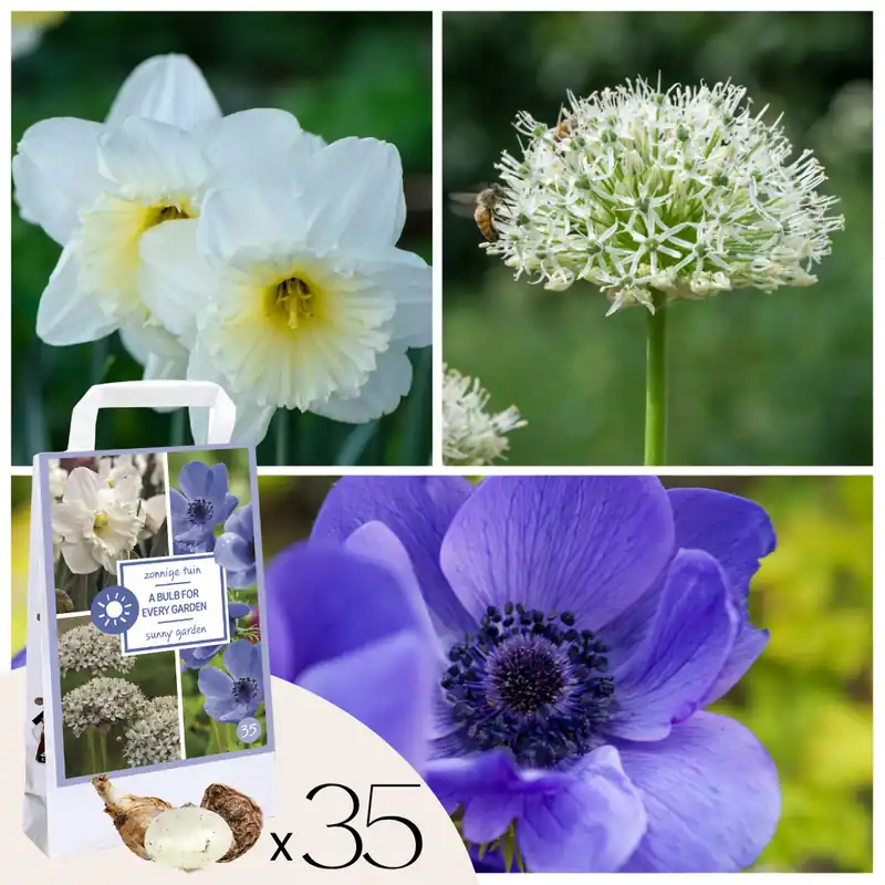 Bulbos - 35 Unidades - Sunny Garden Box - Anémona Allium Narciso Original