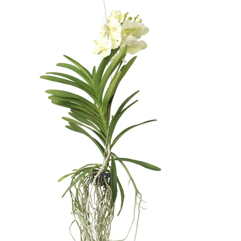 Envío Internacional Orquídea Vanda - Vanda 'tayanee White' - Altura 45-55cm