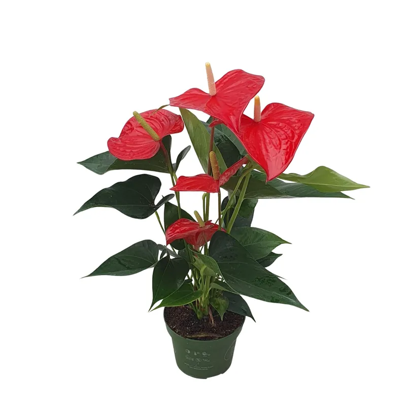 Devolución Gratuita Anturio - Anthurium 'royal Champion' - Altura 35-45cm - Ø12cm