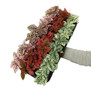 Hypoestes Phyllostachya M8 Novedad