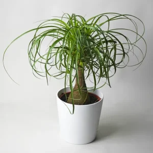 Envío Inmediato Nolina Beaucarnea | Altura 50cm - Maceta 17cm