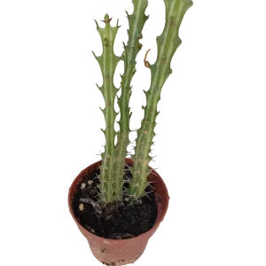 Euphorbia Knutti Planta Suculenta Caudex Planta Con Raiz Ø8 Precio Económico