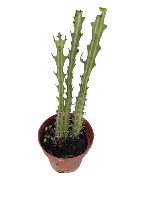 Euphorbia Knutti Planta Suculenta Caudex Planta Con Raiz Ø8 Precio Económico