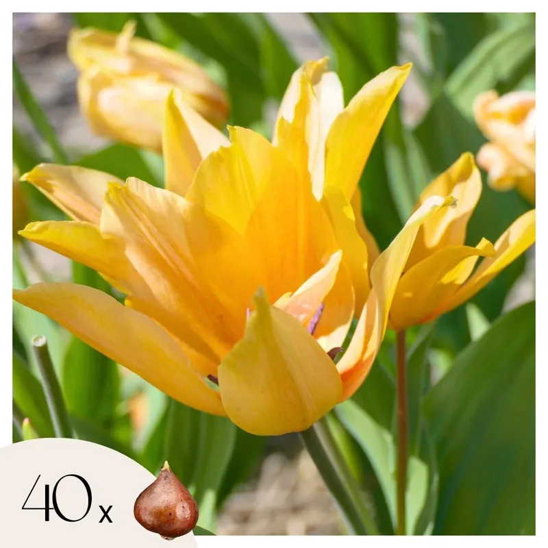 Exclusivo Bulbos De Tulipán - 40 Pzs - Tulipa 'prastants Shogun' - Bulbos De Flores