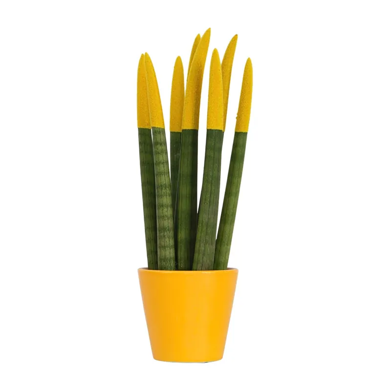 Artesanal Lengua De Suegra Cilíndrica - Sansevieria Cylindrica - Altura 20-40cm - ⌀9cm