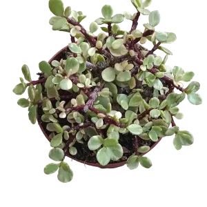 Portulacaria Afra variegata Grande Ø13 Cms Última Oportunidad