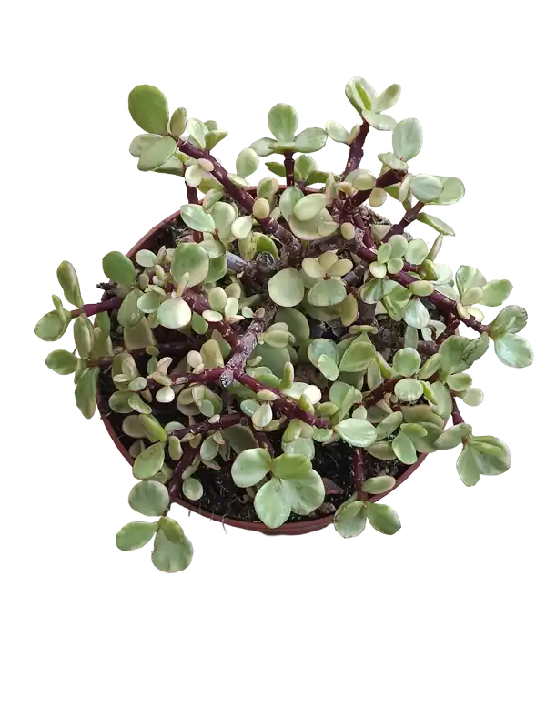 Portulacaria Afra variegata Grande Ø13 Cms Última Oportunidad