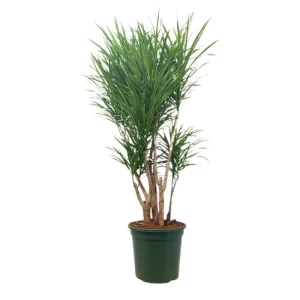 Marca Reconocida Dracena Anita Ramificada M26