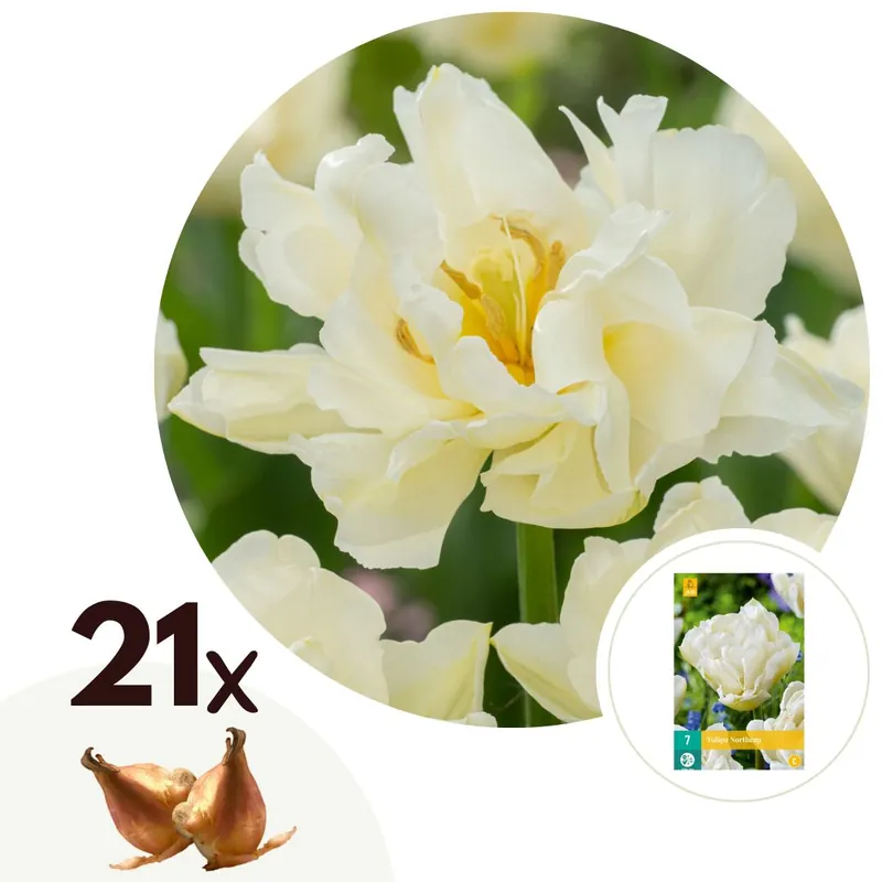 Oferta Limitada Bulbos De Tulipán - 21 Pzs - Tulipa 'northcap' - Bulbos De Flores - Amarillo