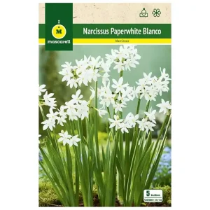 Premium Bulbo Narciso Paperwhites Blanco