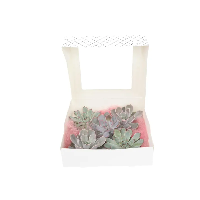 Devolución Gratuita Echeveria Creatividad - 5 Pzs - Echeveria Lilacina - Altura 7cm