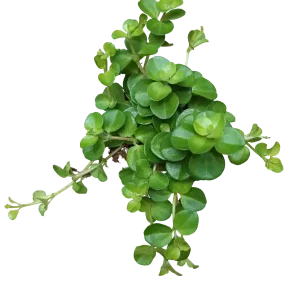 Stock Limitado Peperomia Rotundifolia Planta De Interior Colgante Ø5