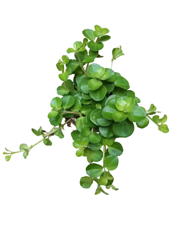 Stock Limitado Peperomia Rotundifolia Planta De Interior Colgante Ø5