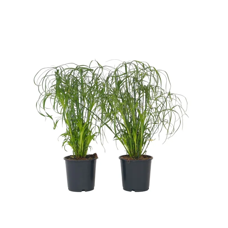 Súper Precio Planta Paraguas - 2 Pzs - Cyperus Alternifolius - Altura 40-50cm - ⌀14cm