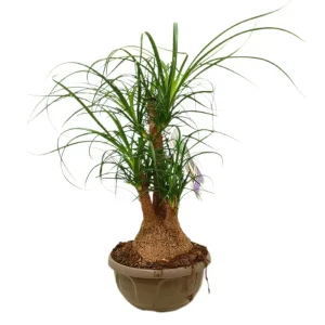 Solo Hoy Beaucarnea Ramificada M22 40-50cm