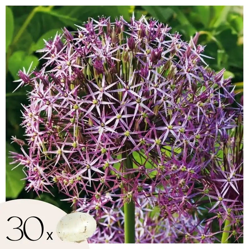 Máxima Calidad Estrelle De Persia - 30 Pzs - Allium 'christophii' - Bulbos De Flores - Púrpura