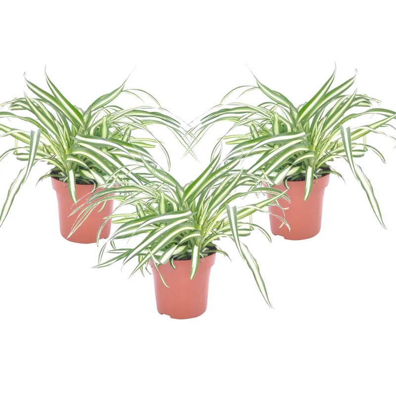 No Te Lo Pierdas Malamadre - 3 Pzs - Chlorophytum Comosum 'atlantic' - Altura 25-40cm - ⌀12cm